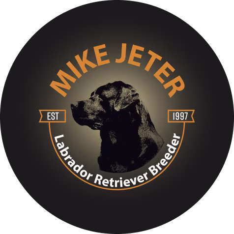 Why Choose K-9 Manners of Texas