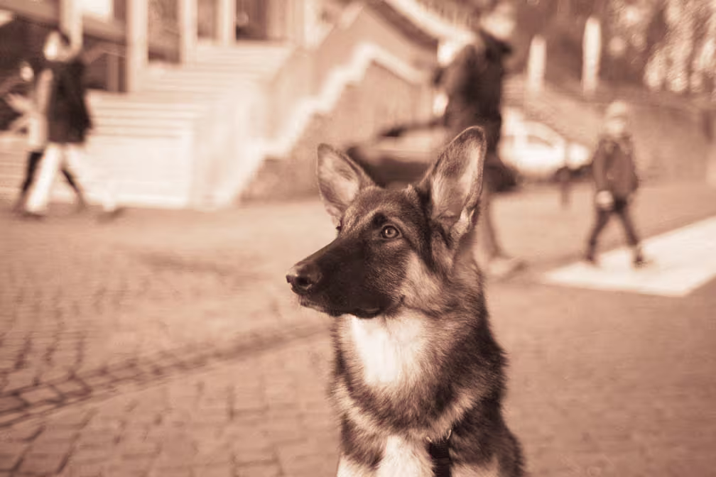 Mike Jeter, Professional Dog Trainer in Spring TX providing expert training services